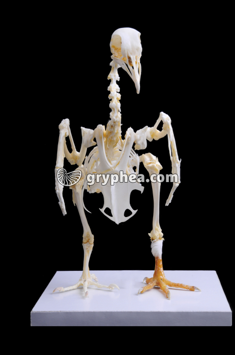 Squelette entier de Pigeon - vue de face - gryphea.com